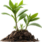 agriculture-projects